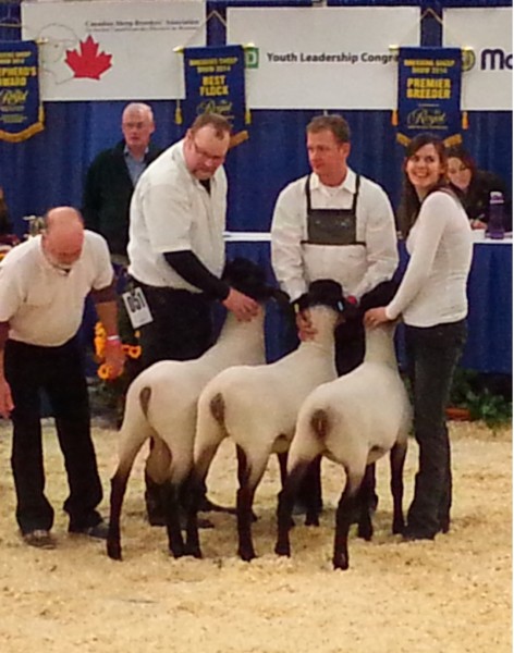 4th place Suffolk Get of Sire (Sired by RIDGELINE Zeus 79Z) a